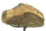 Fossil Dinosaur Skull Section w/ Metal Stand - South Dakota #294895-1